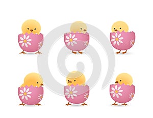 Chicks in broken flower easter eggs bottom set
