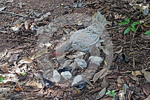 Chicks chicken Africa forest