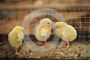 Chicks on a chicken farm photo