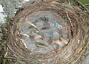 Chicks of common blackbird Turdus merula