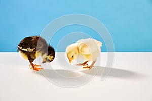 Chicks couple yellow and black on table with blue