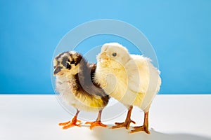 Chicks couple yellow and black on table with blue