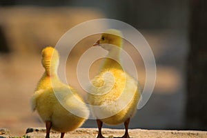 Chicks of duck