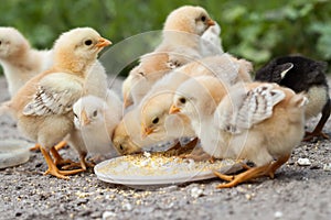 Chicks photo