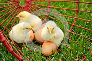Chicks in a egg basket in the lawn