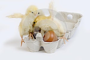 Chicks in Egg Box against White Background