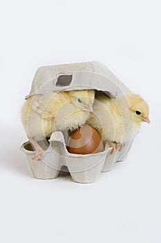 Chicks in Egg Box against White Background
