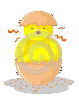 Chicks in eggshells