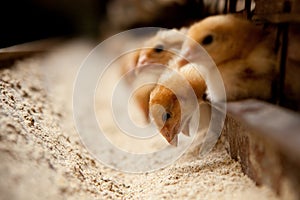 Chicks feed on the farm photo