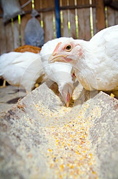 Chicks feeding