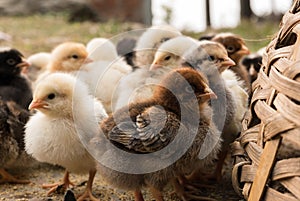 Chicks  from field