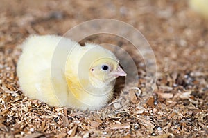 chicks of genetically improved chicken