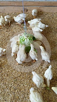 Chicks and Hanging Cabbage