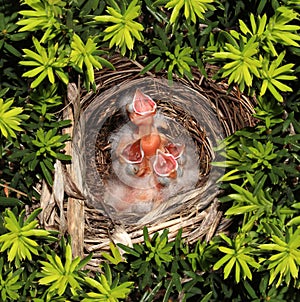 Chicks Hatchling Nest