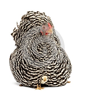 Chicks hiding under mother Hen