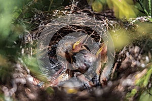 Mláďata hladový v hnízdo z blízka 