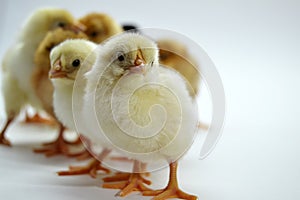 Chicks isolated on white background little chickens