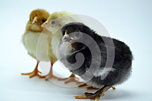 Chicks isolated on white background little chickens