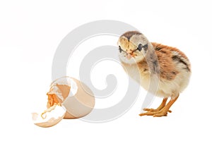 Chicks just hatched from eggs. on a white background