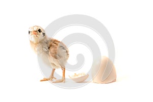 Chicks just hatched from eggs. on a white background