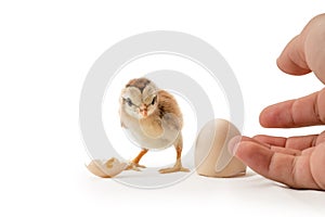 Chicks just hatched from eggs. on a white background