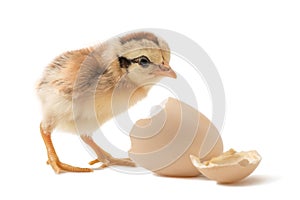 Chicks just hatched from eggs. on a white background