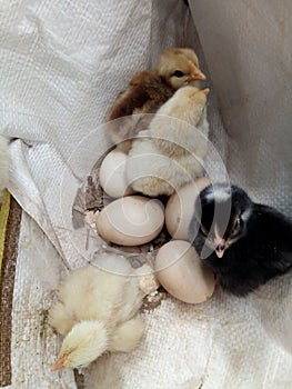 Chicks just hatched photo