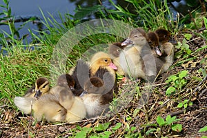 Chicks of muscovy duck