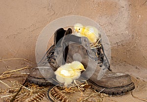 Chicks on an old boot