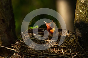 Chicks with open beaks in the nest in the sun