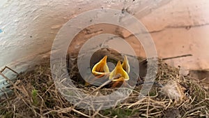 The chicks open their beaks in the nest. Young birds in the nest want to eat. Little birds are waiting for food from their parents