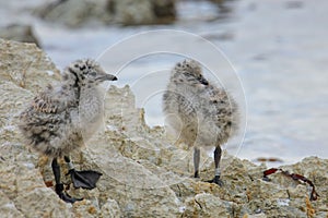 Chicks of Red-billed gull standing on rocks, Kaikoura peninsula, South Island, New Zealand