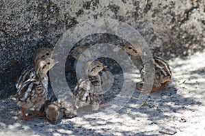 Chicks of red-legged partridge in Cruz de Pajonales.