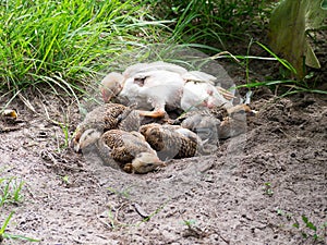 Chicks resting holes