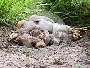 Chicks resting holes