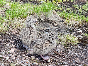 Chicks of sea gulls on the rocks of the picturesque island Kastellholmen in Stockholm