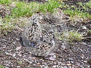 Chicks of sea gulls on the rocks of the picturesque island Kastellholmen in Stockholm