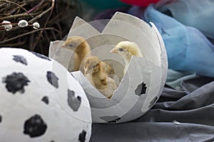 The Chicks in the shell