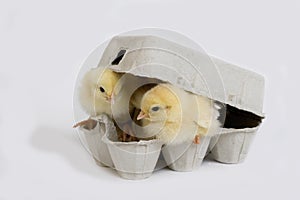 Chicks standing in Egg Box against White Background