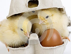 Chicks standing in Egg Box against White Background