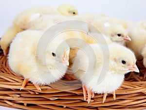 Chicks standing in a wicker basket