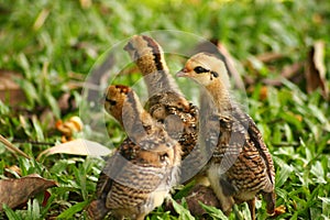 Chicks walk