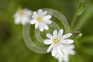 Chickweed photo