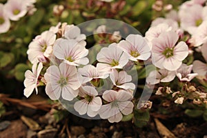 `Chickweed Baby`s-Breath` flower - Gypsophila Cerastioides