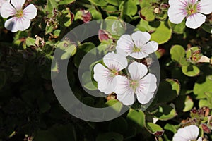 `Chickweed Baby`s-Breath` flower - Gypsophila Cerastioides