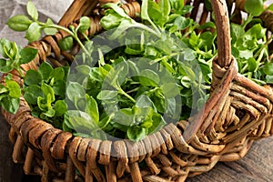 Chickweed in a basket - a wild edible plant collected in spring