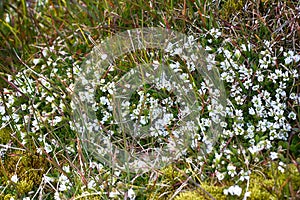 Chickweed (Cerastium arcticum)