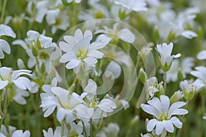 Chickweed Cerastium boissieriÂ var. gibraltaricum, white flowers photo