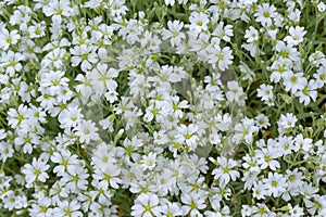 Chickweed Cerastium boissieriÂ var. gibraltaricum, sea of white flowers photo