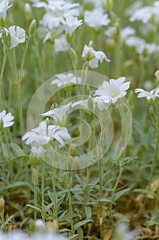 Chickweed Cerastium boissieriÂ var. gibraltaricum, white flowering plants photo